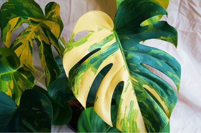 Monstera Aurea