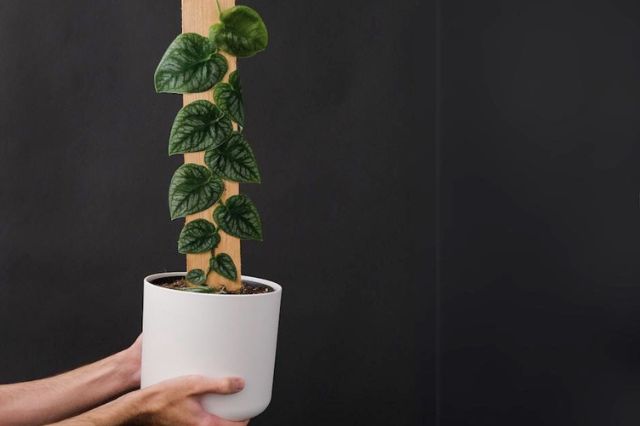 Monstera Dubia