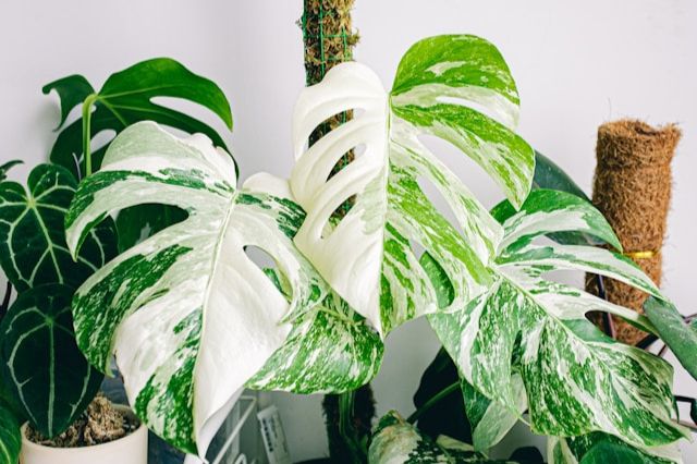 monstera albo