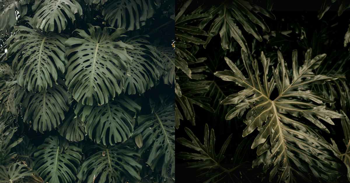 Monstera VS Philodendrone