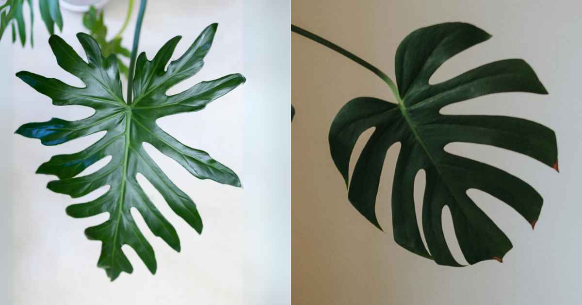 Monstera VS Split-leaf Philodendrone