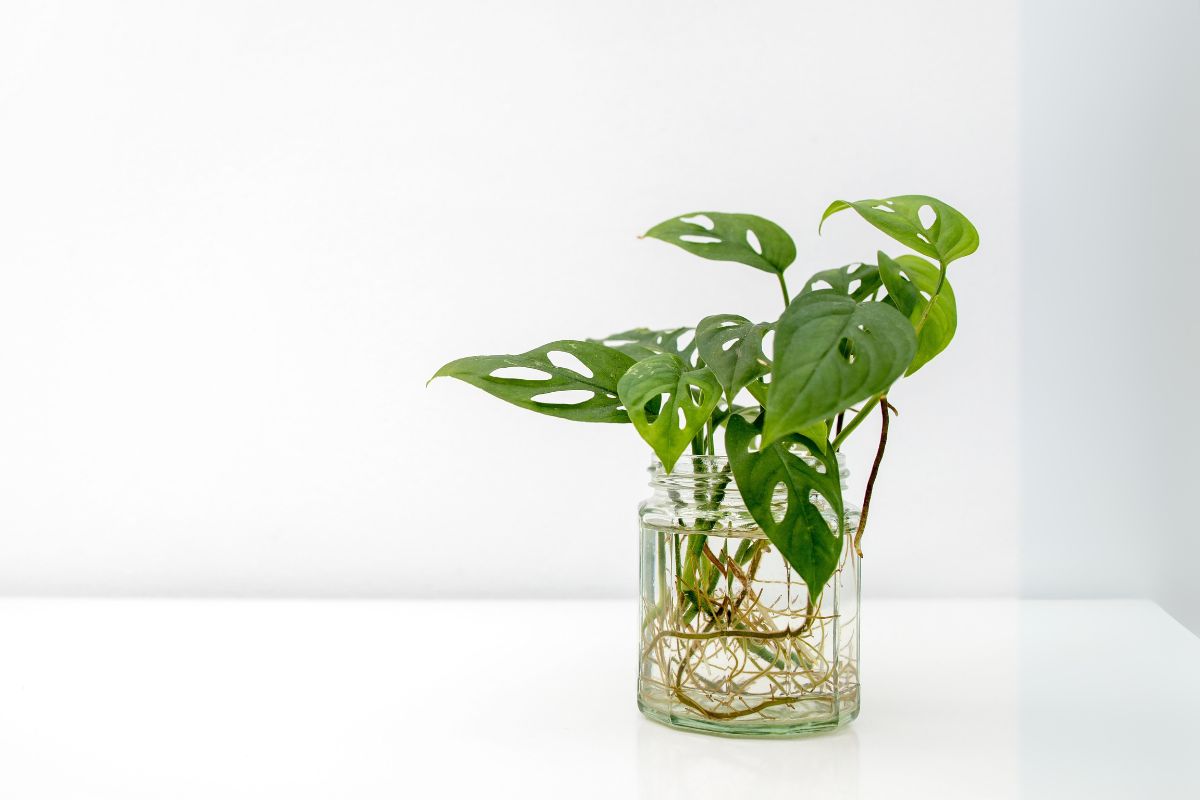 monstera aerial roots in water