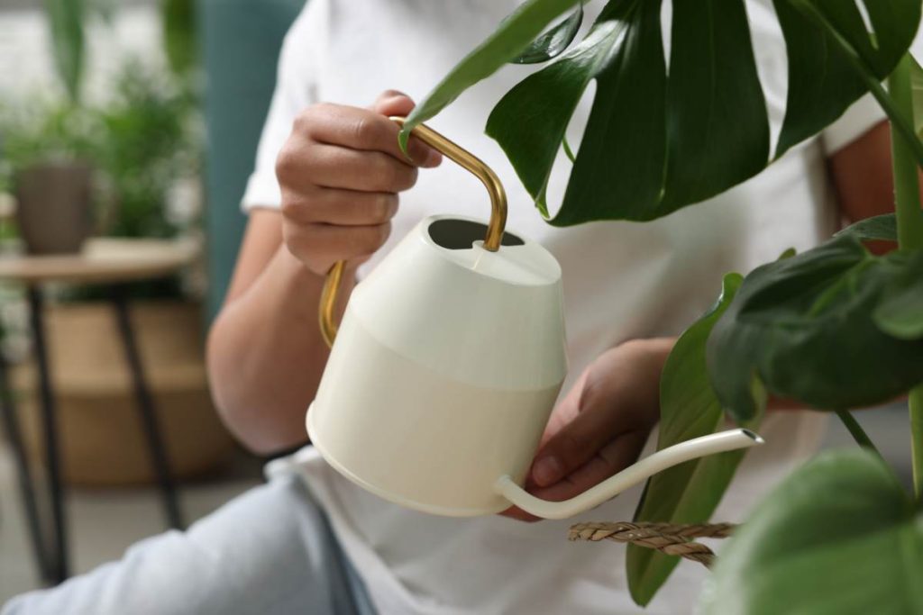 monstera watering schedule